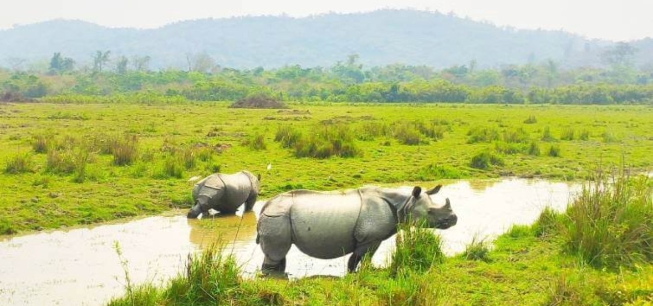 Kaziranga