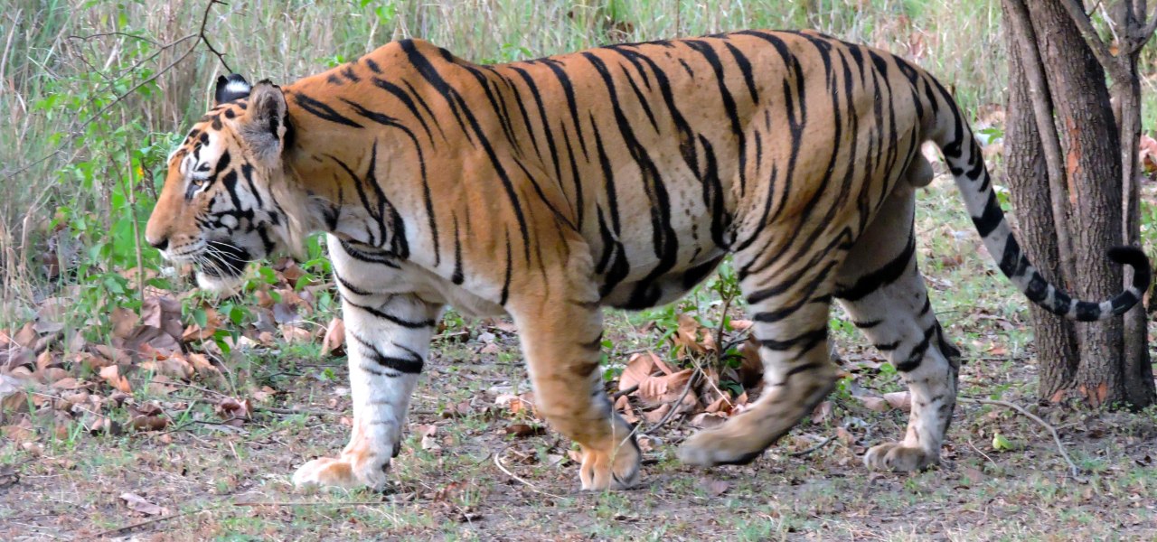 Sundarban Tour Package