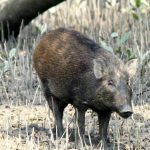 Wild Boar
