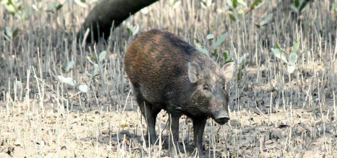 Wild Boar
