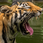 Tiger 4