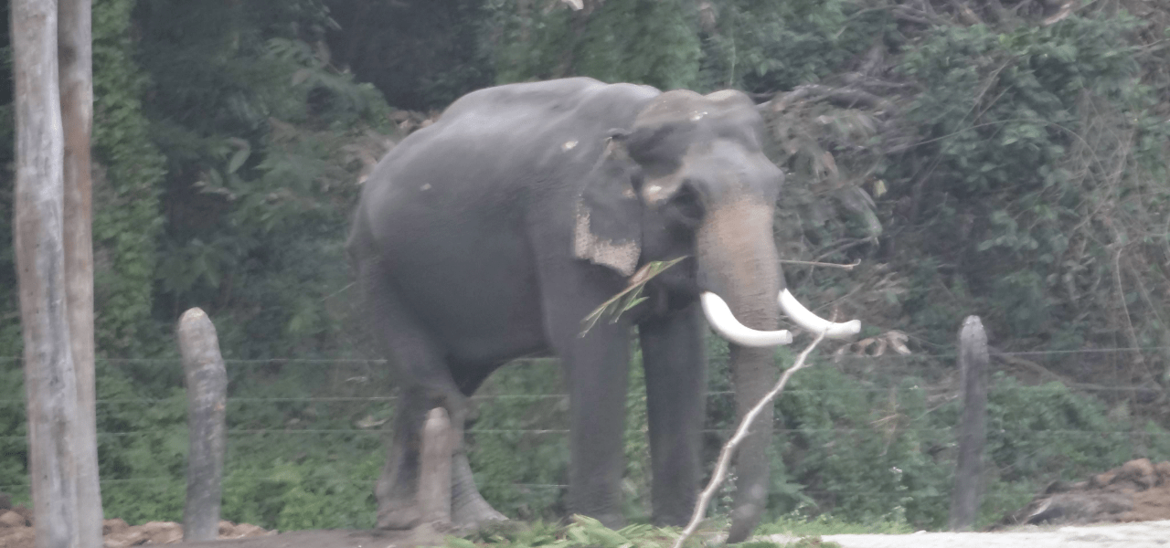 Elephant at Dooars