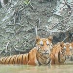Royal Bengal Tiger