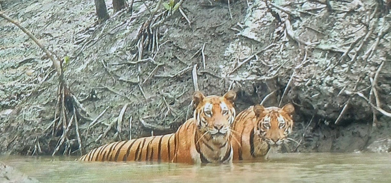 Royal Bengal Tiger