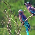 Kaziranga National Park Bird