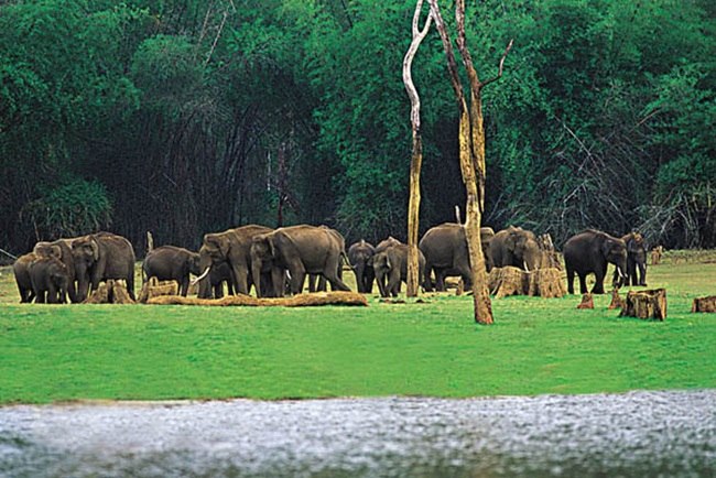 Thekkady in Kerala Periyar Wildlife Sanctuary
