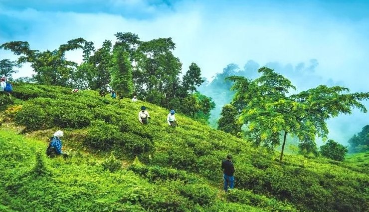 Tea Garden at darjeeling