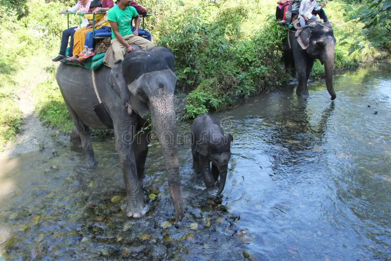 jaldapara elephant safari jaldapara national park th october west bengal india 83138897