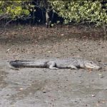 Crocodile at Sundarban Jungle