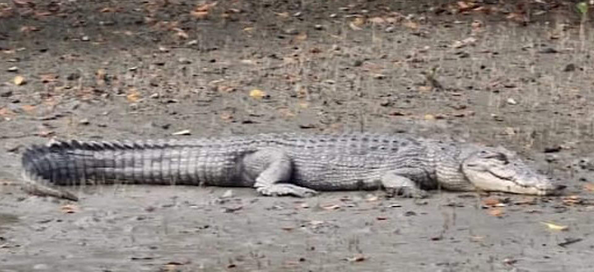 Crocodile lay on river side