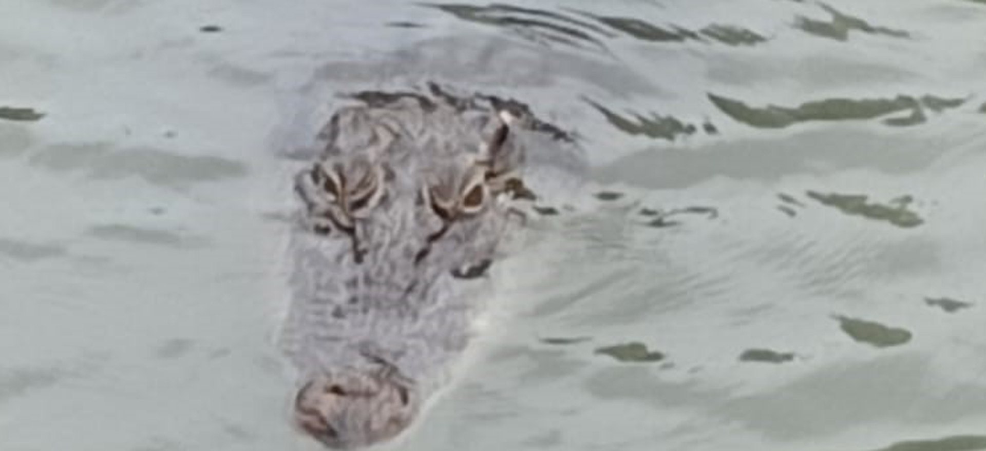 Crocodile in River