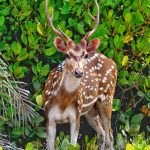 Deear at Mangrove jungle Sundarban