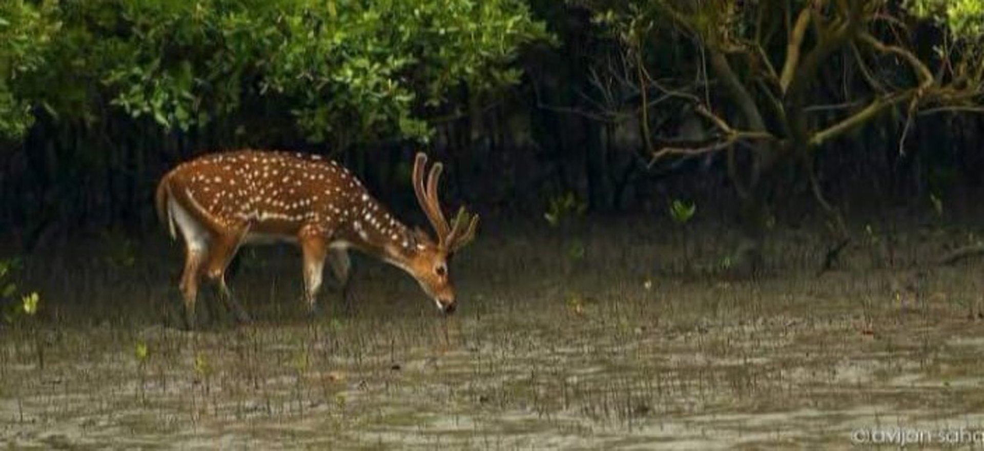 Deer at Sundarban