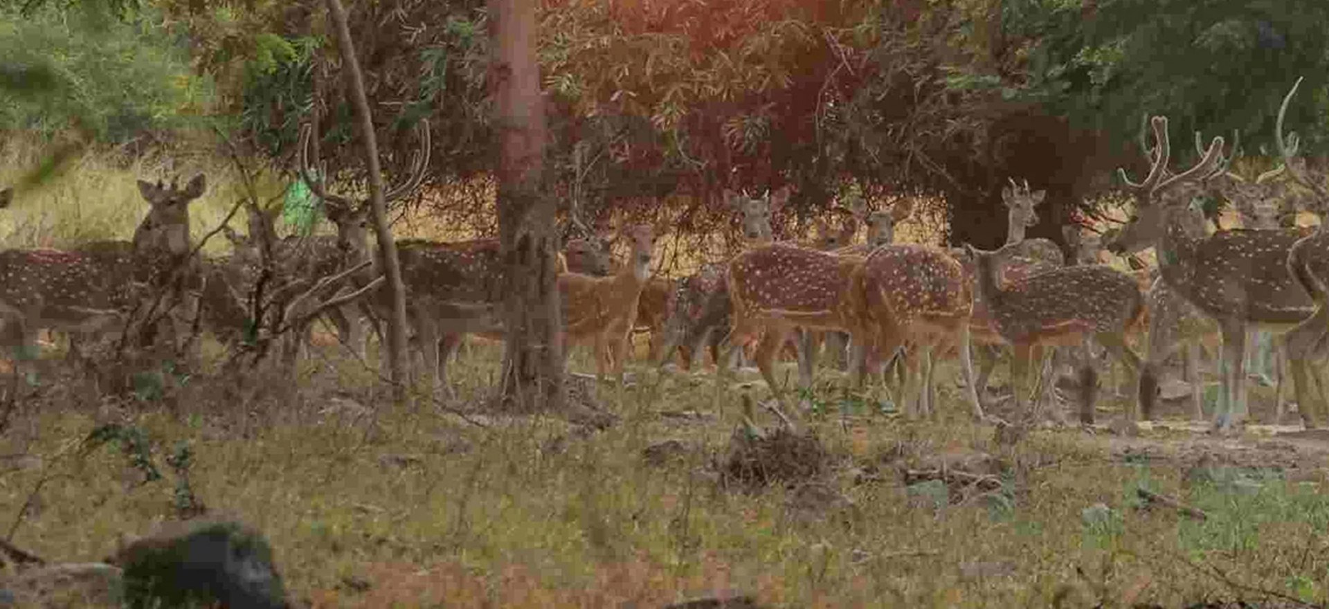 Deer at Jungle
