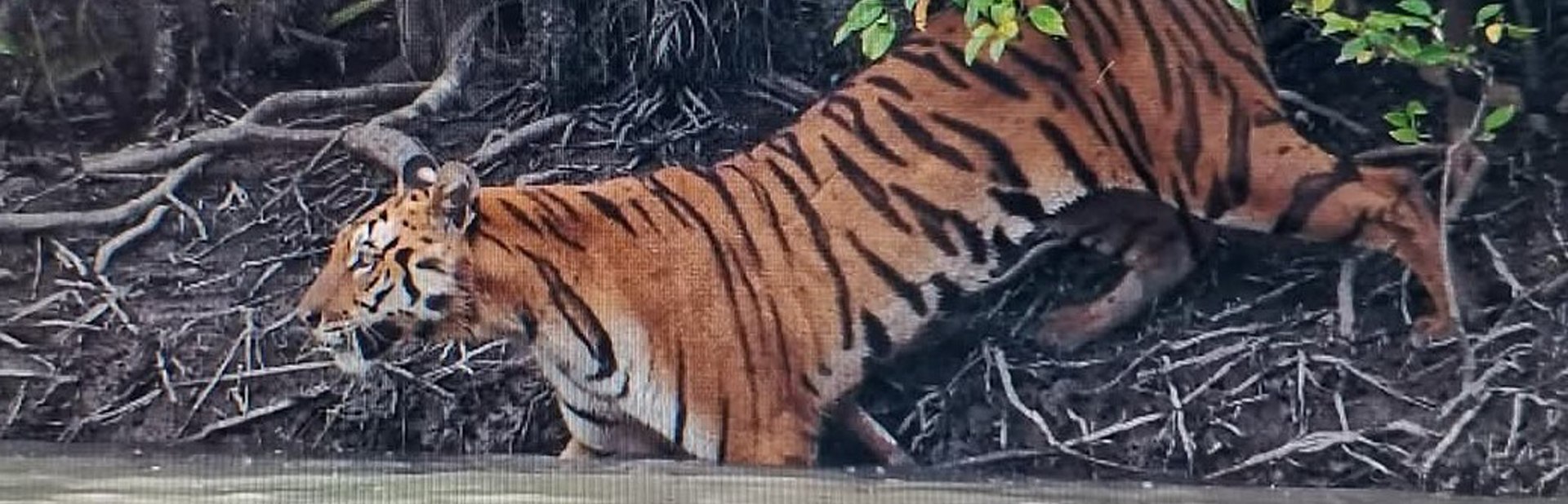 Royal Bengal Tiger at Sundarban