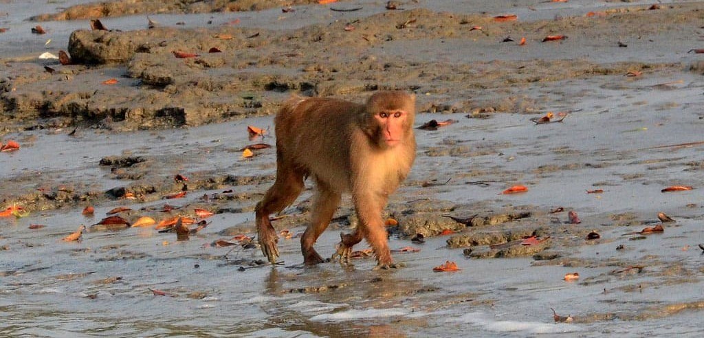 Monkey at Sundarban