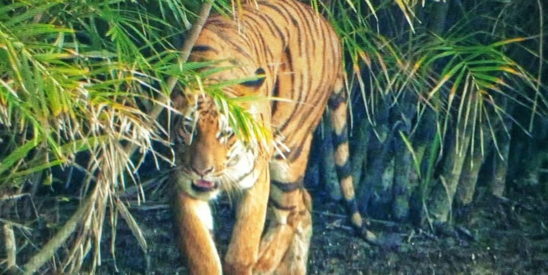 Dakhina Rai
