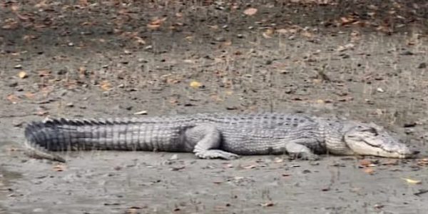 Crocodile at Sundarban