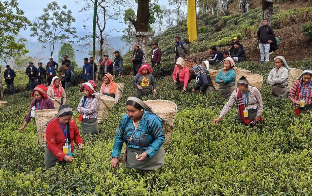Tea Garden at Darjeeling tea estate