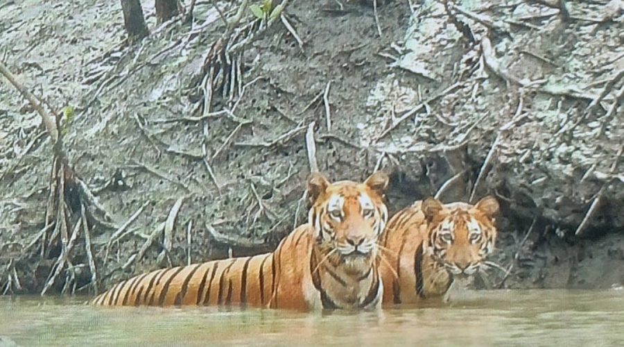 Royal Bengal Tiger