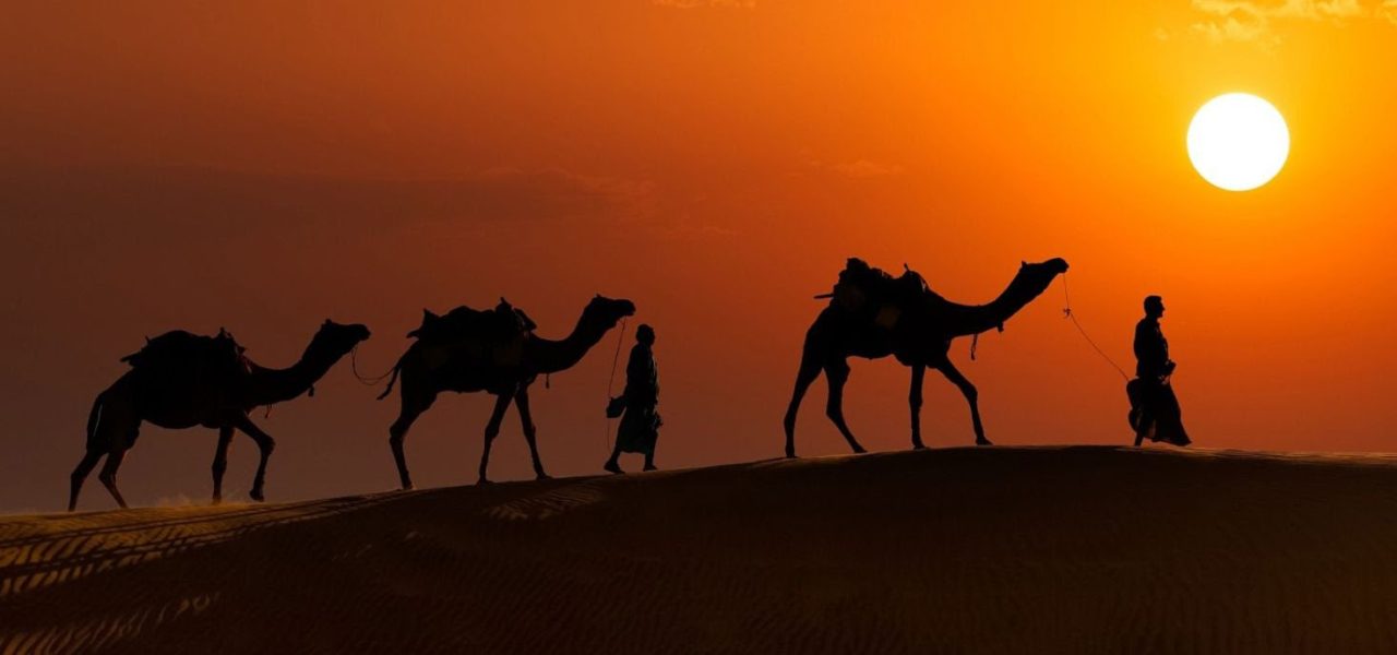 Camel at Rajasthan