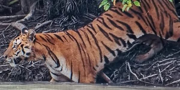 Royal Bengal Tiger at Sundarban